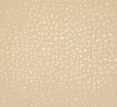 Polaris Beige Polaris Beige