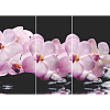 Розовая орхидея